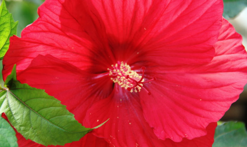 HIT! – Hibiskus bylinowy wielkokwiatowy HIT! – Hibiskus bylinowy wielkokwiatowy