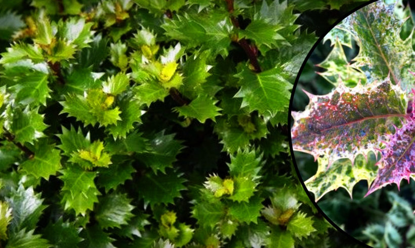 Ostrokrzewy, Ilex x meserveae 'Little Rascal', Ilex crenata 'Golden Gem', Ilex aquifolium 'Ingrami'