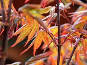 Acer palmatum 'Atropurpureum' 50-60cm