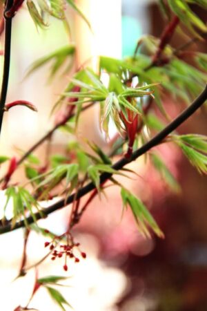 Acer palmatum 'Osakazuki'