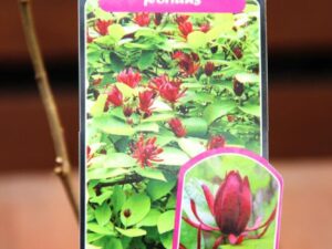 Calycanthus 'Floridus'