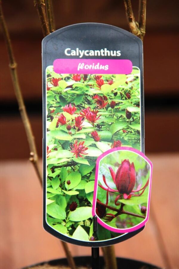 Calycanthus 'Floridus'