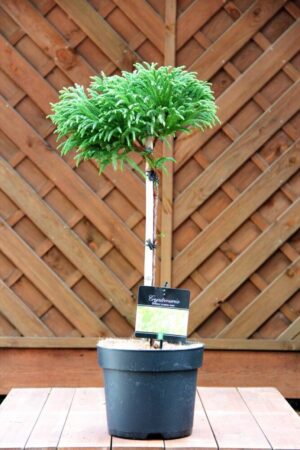 Cryptomeria j. 'Globosa Nana'