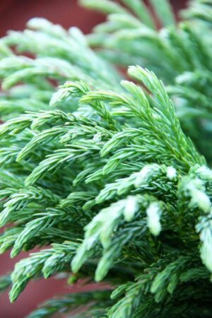 Cryptomeria j. 'Globosa Nana'
