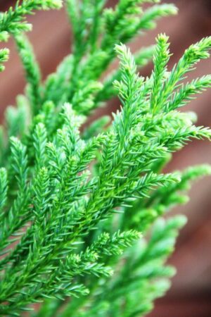 Cryptomeria j. 'Jindai'