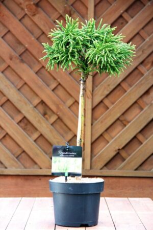 Cryptomeria j. 'Little Champion'