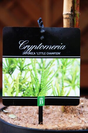 Cryptomeria j. 'Little Champion'