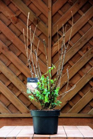 Euonymus alatus