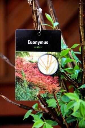 Euonymus alatus