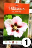 Hibiscus in cultivars 30cm