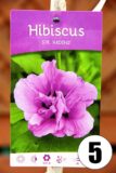 Hibiscus in cultivars 30cm