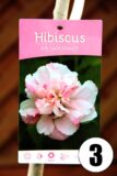 Hibiscus in cultivars 60cm