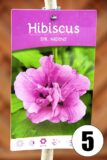 Hibiscus in cultivars 60cm