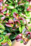 Leucothoe axil. 'Curley Red'