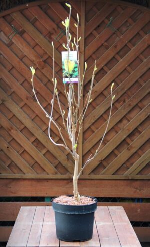 Magnolia b. 'Yellow Bird'