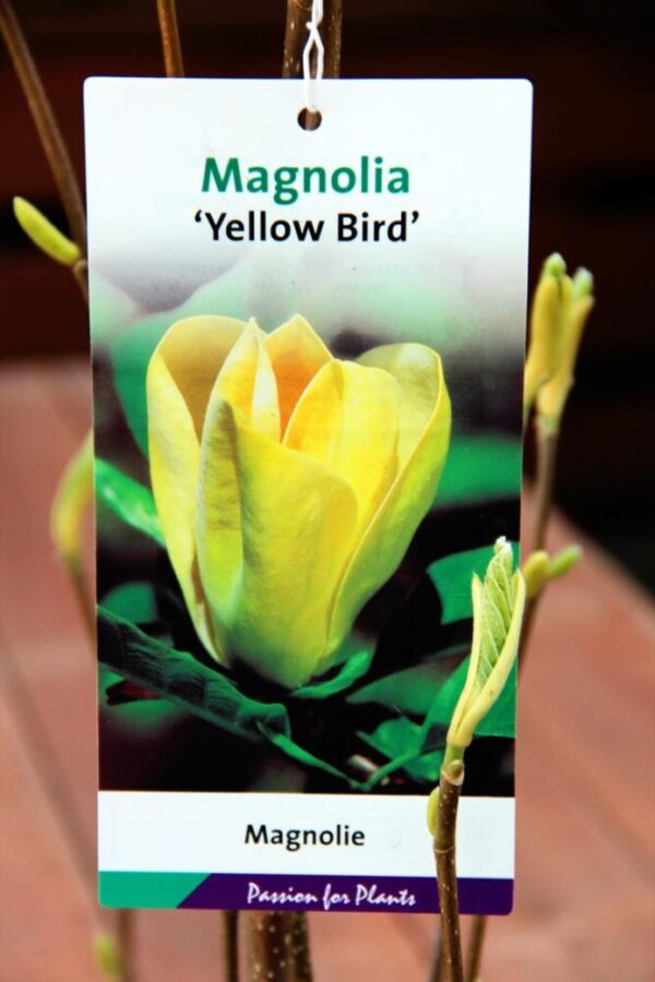 Magnolia b. 'Yellow Bird'