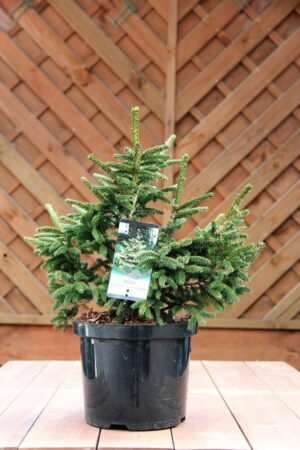 Picea orientalis 'Aureospicata'