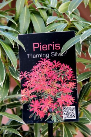 Pieris 'Flaming Silver'