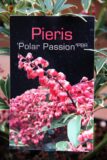 Pieris 'Polar Passion'