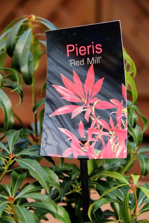 Pieris 'Red Mill'