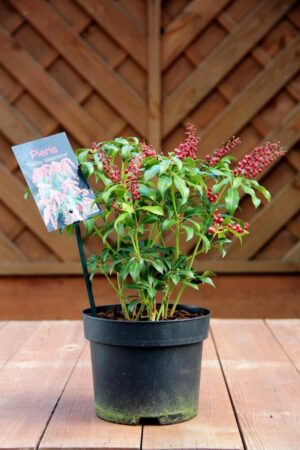 Pieris 'Valley Vallentine'
