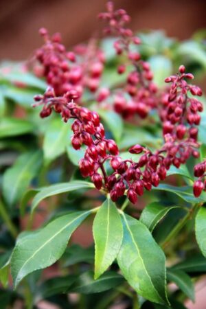 Pieris 'Valley Vallentine'