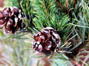 Pinus parv. 'Negishi'
