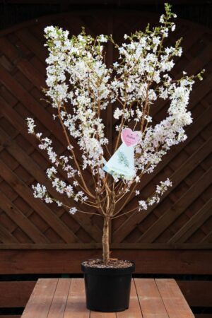 Prunus nipponica 'Brilliant'