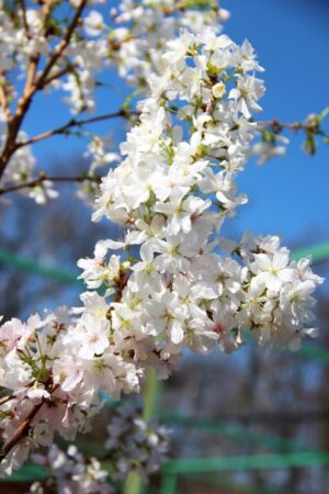 Prunus nipponica 'Brilliant'