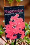 Rhododendron (Azalea Japonica) 'Geisha Orange'