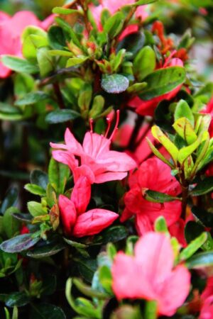 Rhododendron (Azalea Japonica) 'Izumi-no-mai' PINK RED