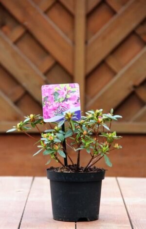 Rhododendron (Azalea Japonica) 'Koningstein'