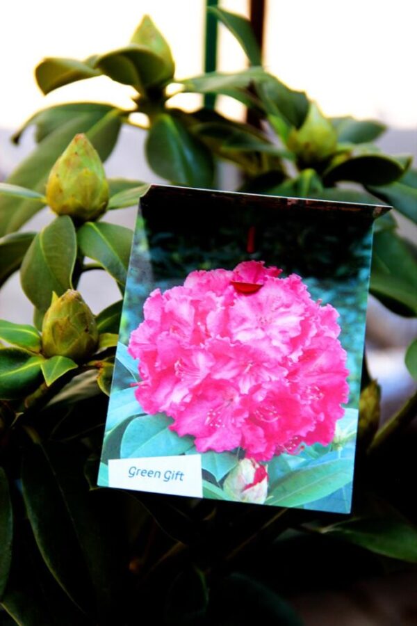 Rhododendron 'Germania' DARK PINK