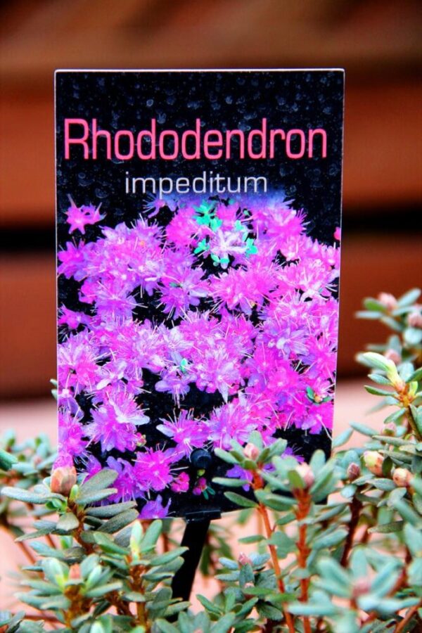 Rhododendron 'Impeditum'