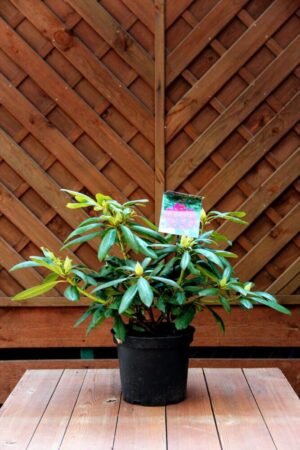 Rhododendron 'Marcel Menard' PURPLE