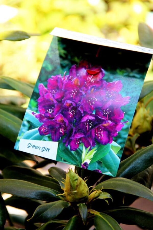 Rhododendron 'Marcel Menard' PURPLE