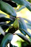 Rhododendron 'Marcel Menard' PURPLE