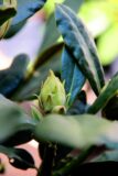 Rhododendron 'Nowa Zembla'