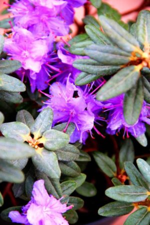 Rhododendron 'Rampo'