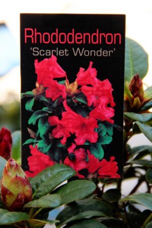 Rhododendron 'Scarlet Wonder'