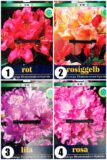 Rhododendron in soorten