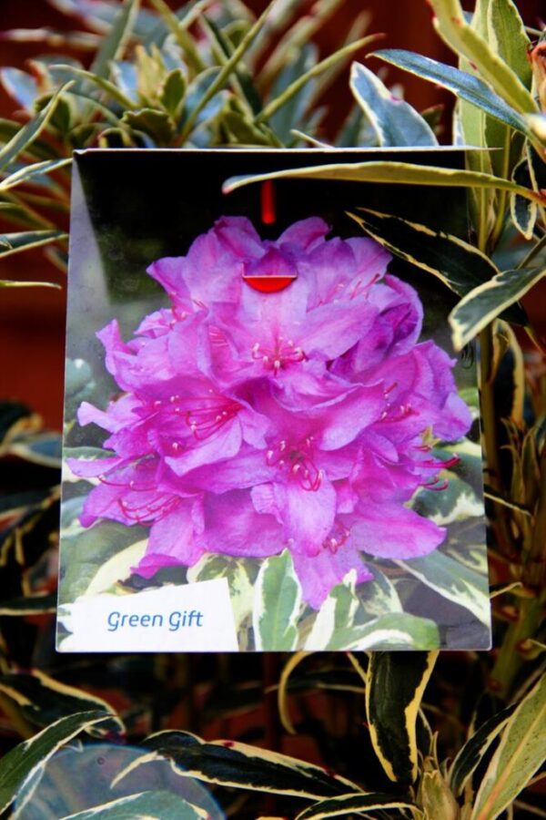 Rhododendron pont. 'Variegatum' PURPLE