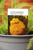 Achillea millefolium Desert Eve Yellow - Krwawnik pospolity Desert Eve Yellow