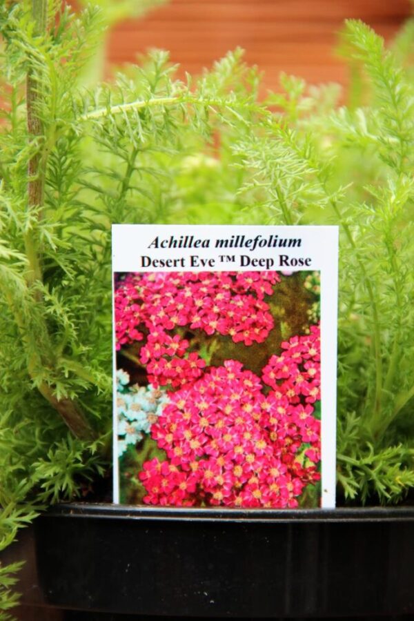 Achillea millefolium Desert Eve Deep Rose - Krwawnik pospolity Desert Eve Deep Rose