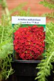 Achillea millefolium Desert Eve Red - Krwawnik pospolity Desert Eve Red