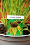 Jeżówka żółta Echinacea paradoxa