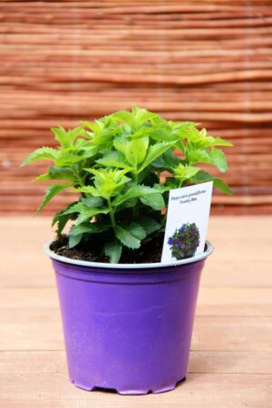 Platycodon grandiflorus 'Twinkle Blue'