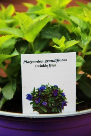 Platycodon grandiflorus 'Twinkle Blue'