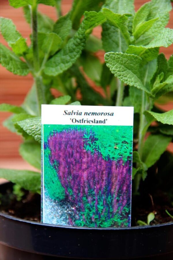 Salvia nemorosa 'Ostfriesland', szałwia omszona 'Ostfriesland'