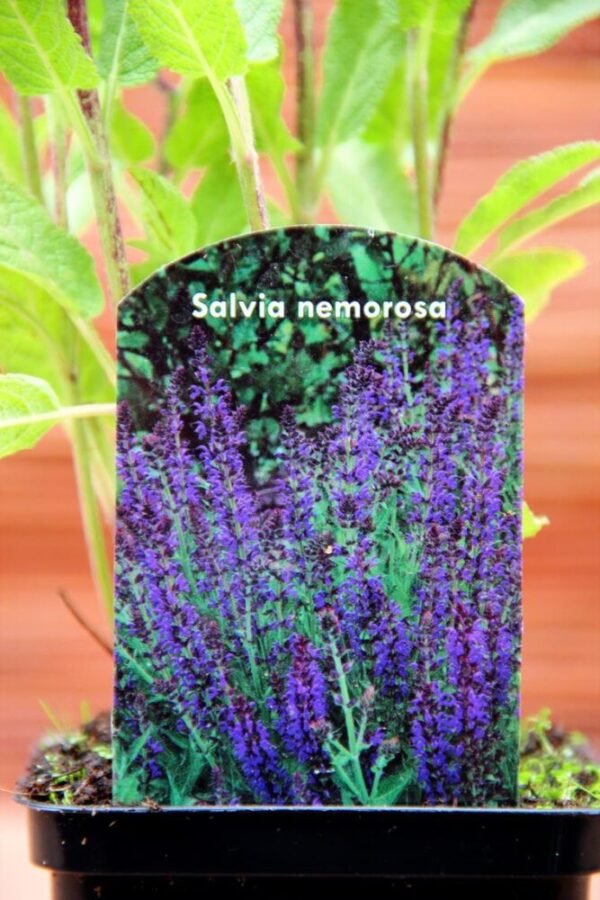 Szałwia omszona Caradonna - Salvia nemorosa Caradonna
